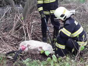 Pes ve skruži, rorýs zamotaný do silonu. Hasiči tento týden zachraňovali zvířata
