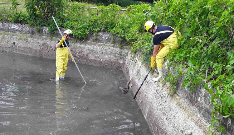 Hasiči zachraňovali z nádrže kachnu s káčaty a bobra