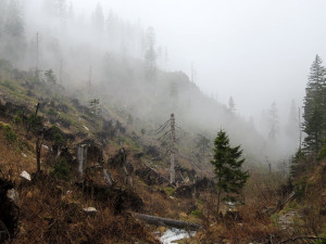 Bezzásahové zóny v Jeseníkách už mají dva a půl tisíc hektarů. Je to naše vítězství, tvrdí ochránci přírody
