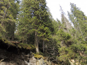 Bezzásahové zóny v Jeseníkách už mají dva a půl tisíc hektarů. Je to naše vítězství, tvrdí ochránci přírody