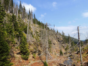 Bezzásahové zóny v Jeseníkách už mají dva a půl tisíc hektarů. Je to naše vítězství, tvrdí ochránci přírody