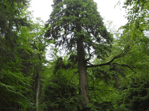 Bezzásahové zóny v Jeseníkách už mají dva a půl tisíc hektarů. Je to naše vítězství, tvrdí ochránci přírody
