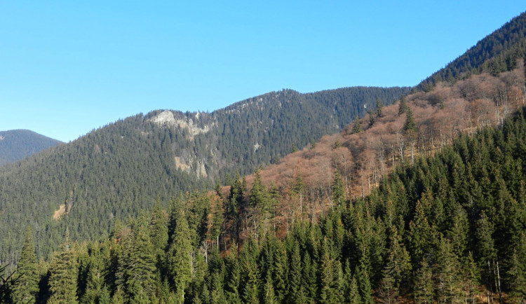 Bezzásahové zóny v Jeseníkách už mají dva a půl tisíc hektarů. Je to naše vítězství, tvrdí ochránci přírody