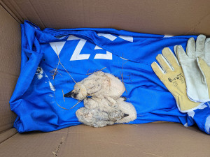 Šumperští hasiči vyrazili k čapímu hnízdu. Mláďata přišla o jednoho z rodičů