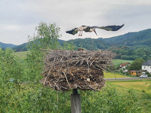 Šumperští hasiči vyrazili k čapímu hnízdu. Mláďata přišla o jednoho z rodičů