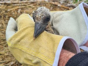 Šumperští hasiči vyrazili k čapímu hnízdu. Mláďata přišla o jednoho z rodičů