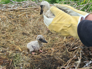 Šumperští hasiči vyrazili k čapímu hnízdu. Mláďata přišla o jednoho z rodičů