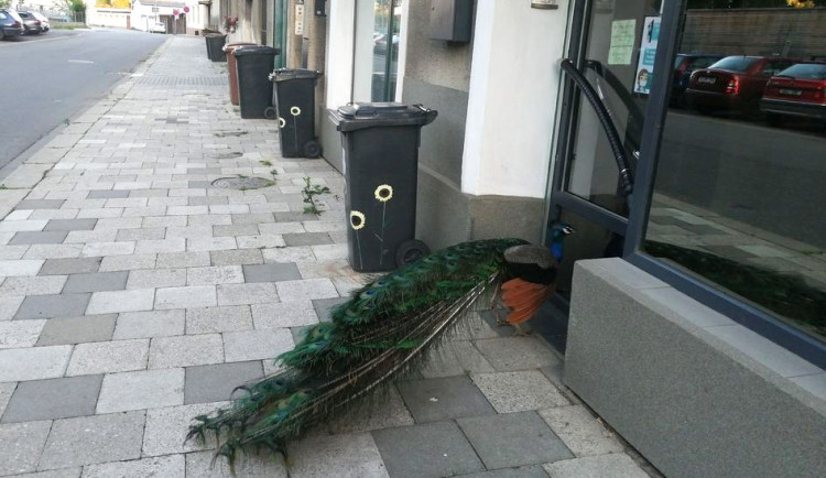 Páv korunkatý nedaleko olomouckého parku