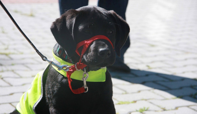 size3-16546237161993-231-vychova-budoucich-asistencnich-psu-musi-byt-hra-ktera-je-bude-bavit-rika-zkusena-dobrovolnice