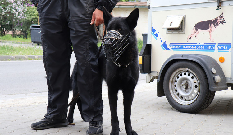 Pořízení služebního psa pro městskou policii musí ještě schválit zastupitelstvo Jeseníku
