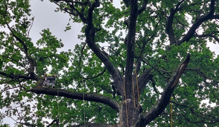 Specializovaná firma provedla kontrolu a prořezání větví památného dubu u Grygova