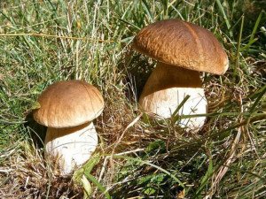 V regionu se ukázaly první houby. Podle mykologů už rostou kováři, dubáci nebo holubinky