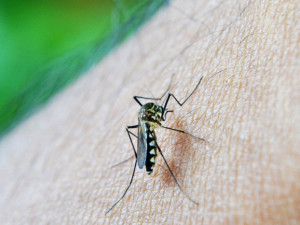 Litovelské Pomoraví nechce podcenit komáry. Kontrolujte sudy s vodou, vyzývají obce obyvatele