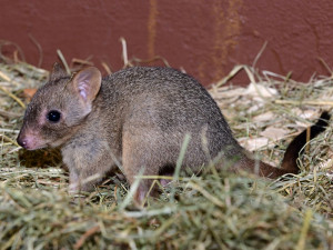 V olomoucké zoo vykouklo na svět jednadvacáté mládě klokánka králíkovitého