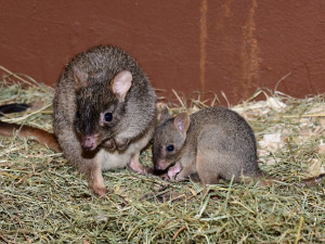 V olomoucké zoo vykouklo na svět jednadvacáté mládě klokánka králíkovitého