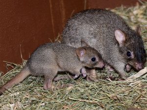 V olomoucké zoo vykouklo na svět jednadvacáté mládě klokánka králíkovitého