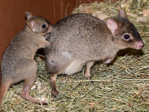 V olomoucké zoo vykouklo na svět jednadvacáté mládě klokánka králíkovitého