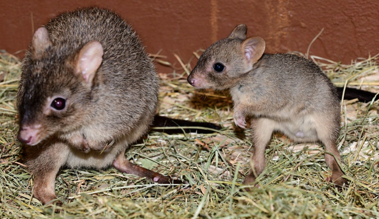 V olomoucké zoo vykouklo na svět jednadvacáté mládě klokánka králíkovitého