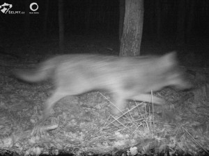 VIDEO: Vlci se při svých cestách po střední Evropě toulají i Litovelským Pomoravím, zjistili ochránci přírody