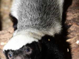 Medojed kapský v Zoo Olomouc