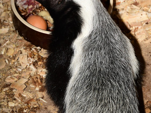 Medojed kapský v Zoo Olomouc