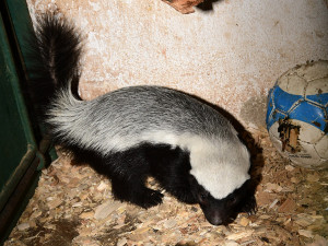 Medojed kapský v Zoo Olomouc