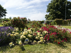 Festival Vyznání růžím v olomouckém rozáriu