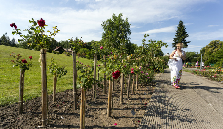 Festival Vyznání růžím v olomouckém rozáriu