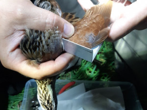 Odborníci z olomoucké zoo kroužkovali ohrožené luční duchy. Tak říkají chřástalům