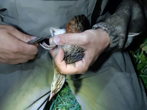 Odborníci z olomoucké zoo kroužkovali ohrožené luční duchy. Tak říkají chřástalům