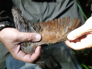 Odborníci z olomoucké zoo kroužkovali ohrožené luční duchy. Tak říkají chřástalům