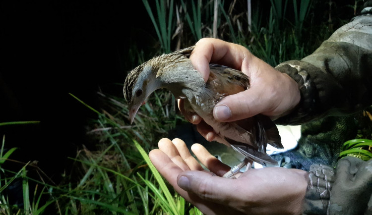 Odborníci z olomoucké zoo kroužkovali ohrožené luční duchy. Tak říkají chřástalům