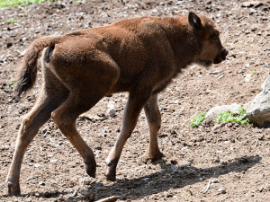 Zubří stádo na Svatém kopečku hlásí nový přírůstek. Majestátní druh čelil před lety vyhubení