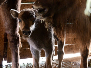 Zubří stádo na Svatém kopečku hlásí nový přírůstek. Majestátní druh čelil před lety vyhubení