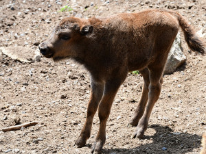 Zubří stádo na Svatém kopečku hlásí nový přírůstek. Majestátní druh čelil před lety vyhubení