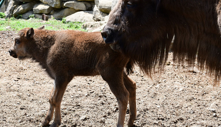 Chov zubra evropského obnovila olomoucká zoologická zahrada v roce 2013