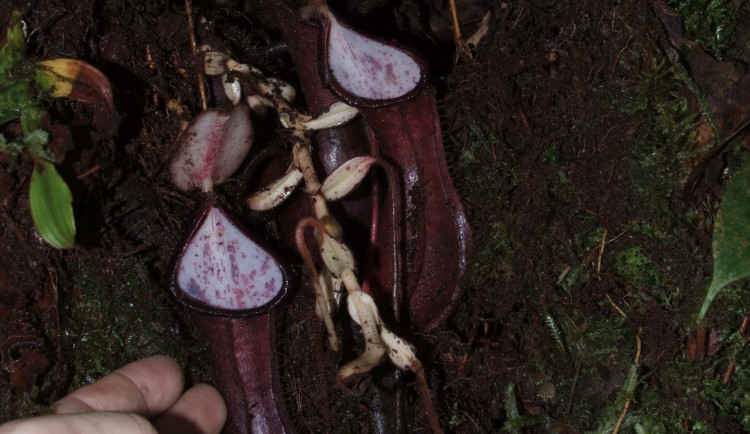 Láčkovka stydlivá je název nově objevené masožravky