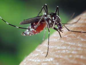 Do boje proti komárům v Litovelském Pomoraví olomoučtí vědci nasadí drony a senzory