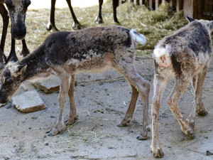 Sobí stádo na Svatém Kopečku rozšířila pětice mláďat