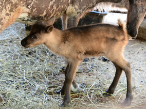 Sobí stádo na Svatém Kopečku rozšířila pětice mláďat