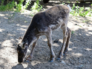 Sobí stádo na Svatém Kopečku rozšířila pětice mláďat