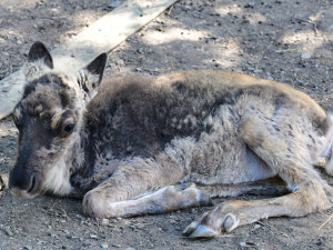 Sobí stádo na Svatém Kopečku rozšířila pětice mláďat