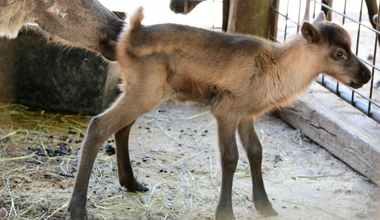 Sobí stádo na Svatém Kopečku rozšířila pětice mláďat