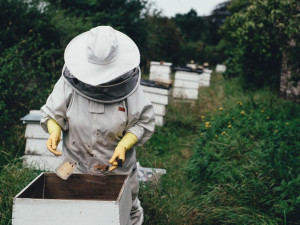 Festival v Olomouci přiblíží život včel a práci včelařů. Nabídne zkušenosti z USA i Austrálie