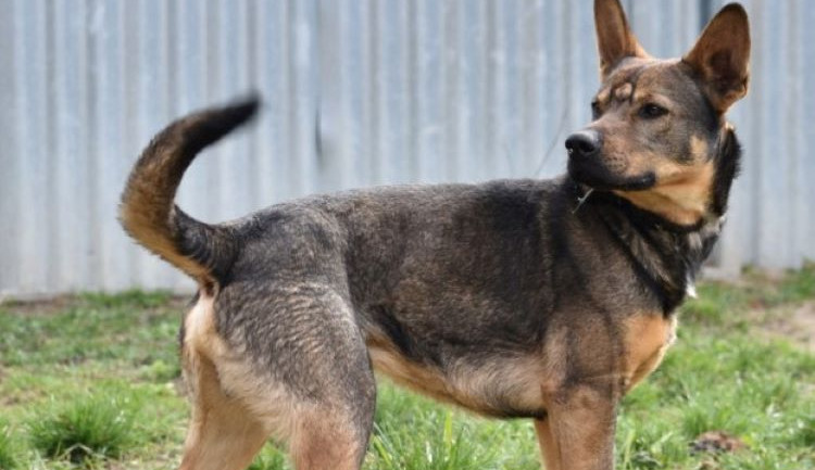 HLEDÁME PÁNÍČKA: Kulda, Jerry a Centy z Olomouce už dlouho vyhlížejí nový domov