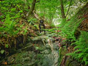 TIP NA VÝLET: Žabnické vodopády, zřícenina hradu Drahotuš a vyhlídka U jelena. To vše na jednom místě