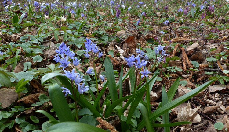 Ladoňka karpatská v lokalitě Podhůra u Lipníku nad Bečvou