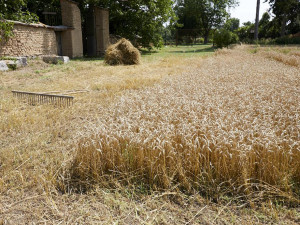 Kam vyrazit o víkendu? Tradiční žně, dakarová show i flamenco