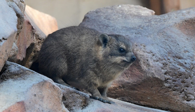 Damani, příbuzní slonů, porodili v olomoucké zoo mláďata