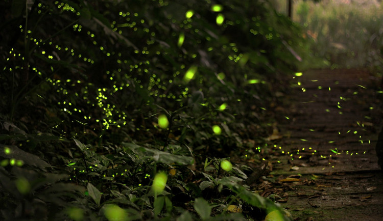 Proč svítí světlušky? Olomoučtí vědci se podíleli na výzkumu, zjistili, že kvůli námluvám